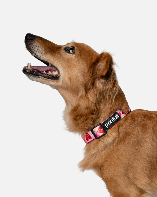 Dog collar with hearts AMORE