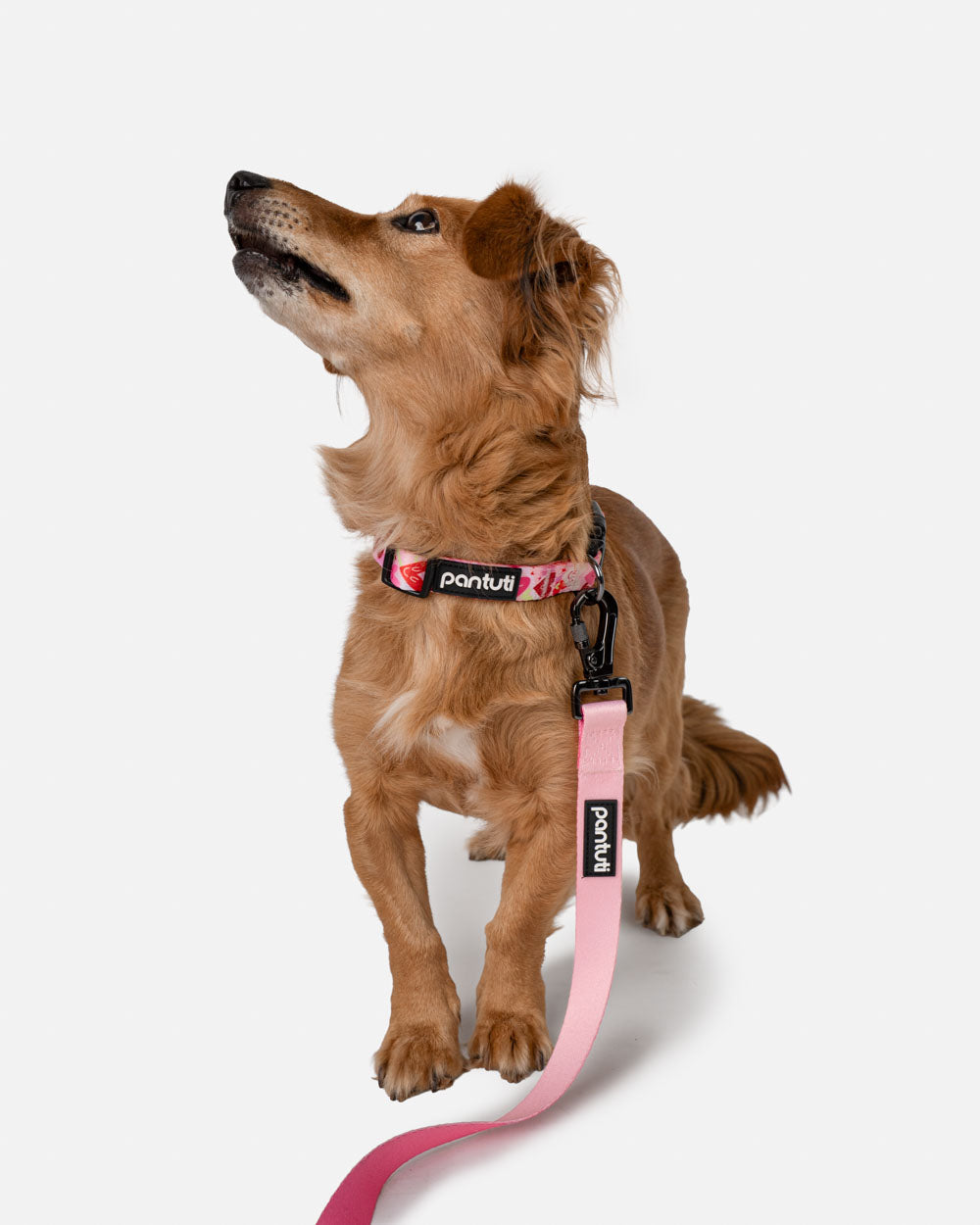Adjustable Dog Leash AMORE