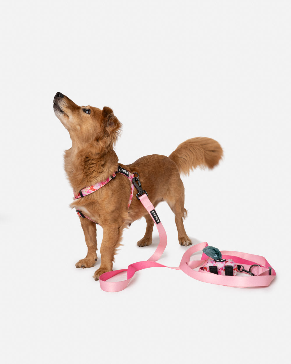 AMORE dog guard harness with hearts