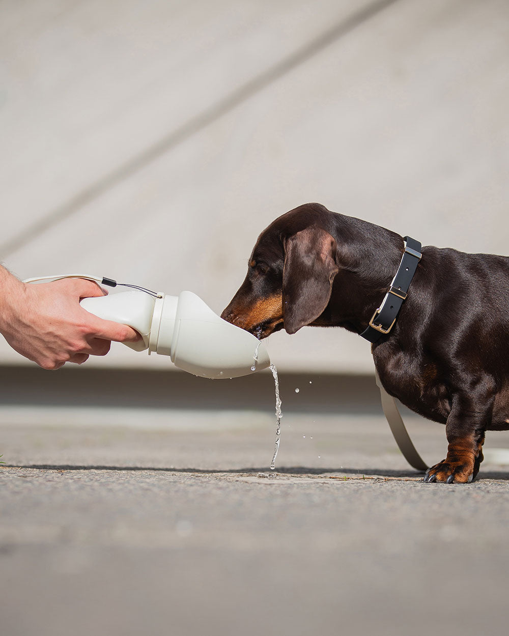 Hundetrinkflasche für unterwegs