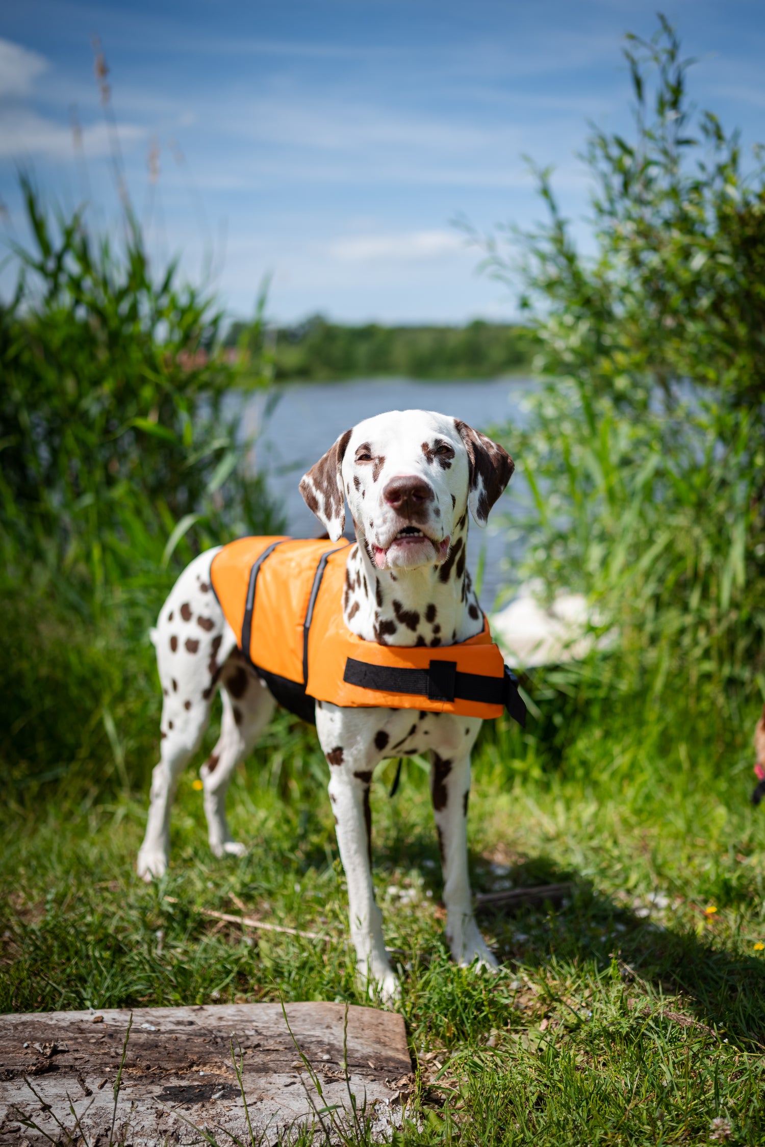 Hundeschwimmweste "BONO" – mit Griff & Reflex, Größen XXS–XXL