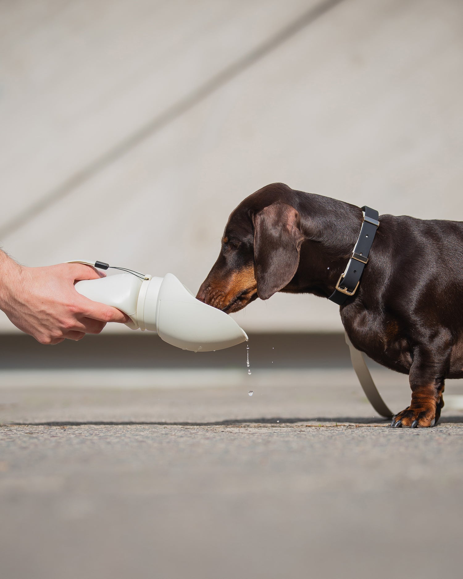 Faltbare Hundetrinkflasche "MONTE" Tragbare Haustier Wassernapf für Outdoor-Aktivitäten