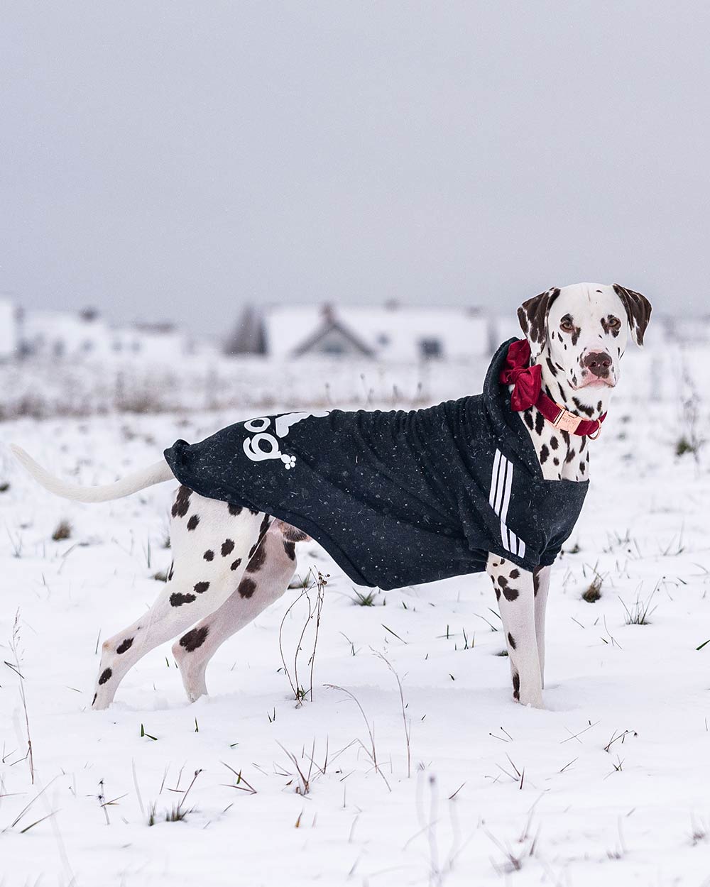 Hunde-Kapuzenpullover "ADIDOG"