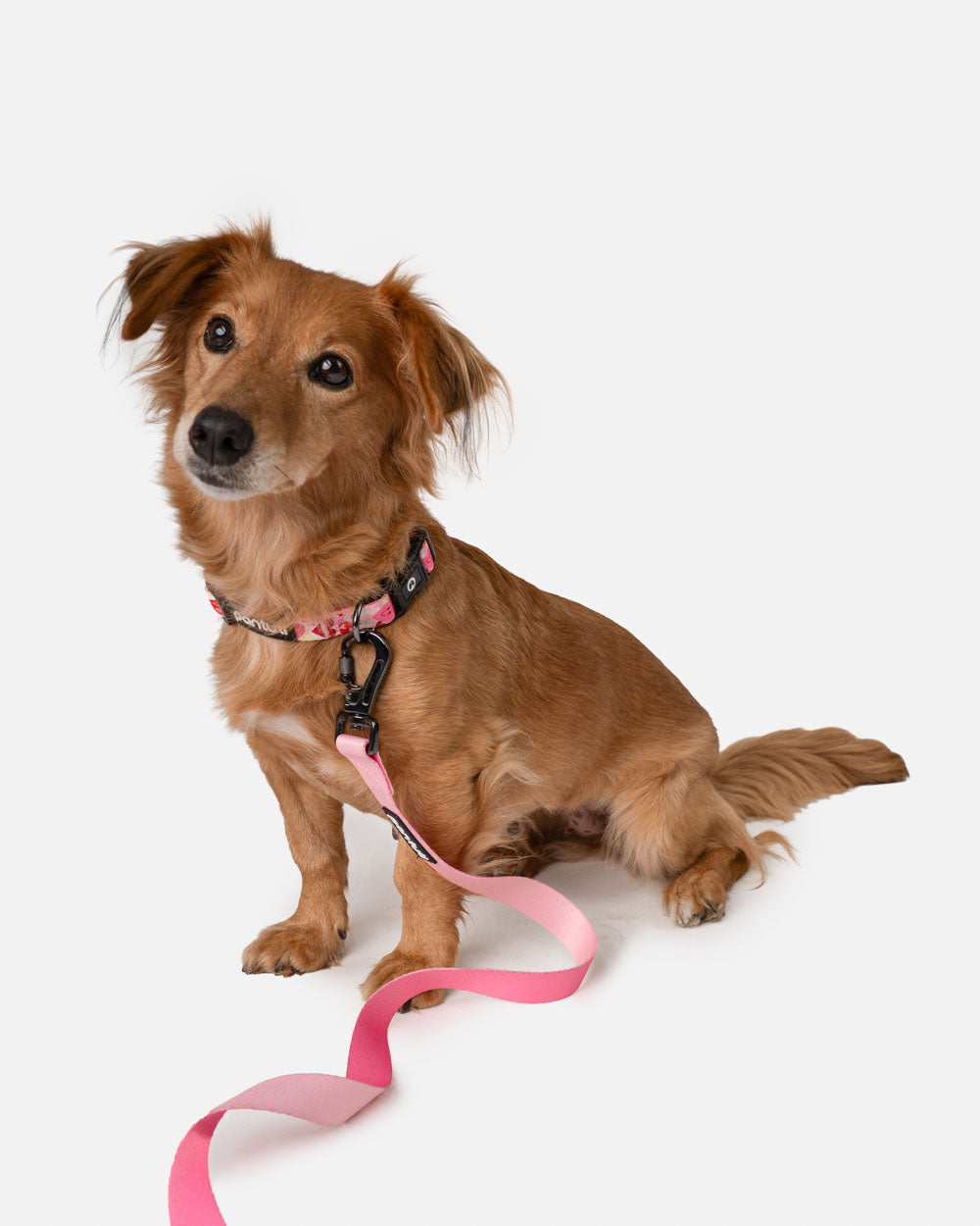 Dog collar with hearts AMORE