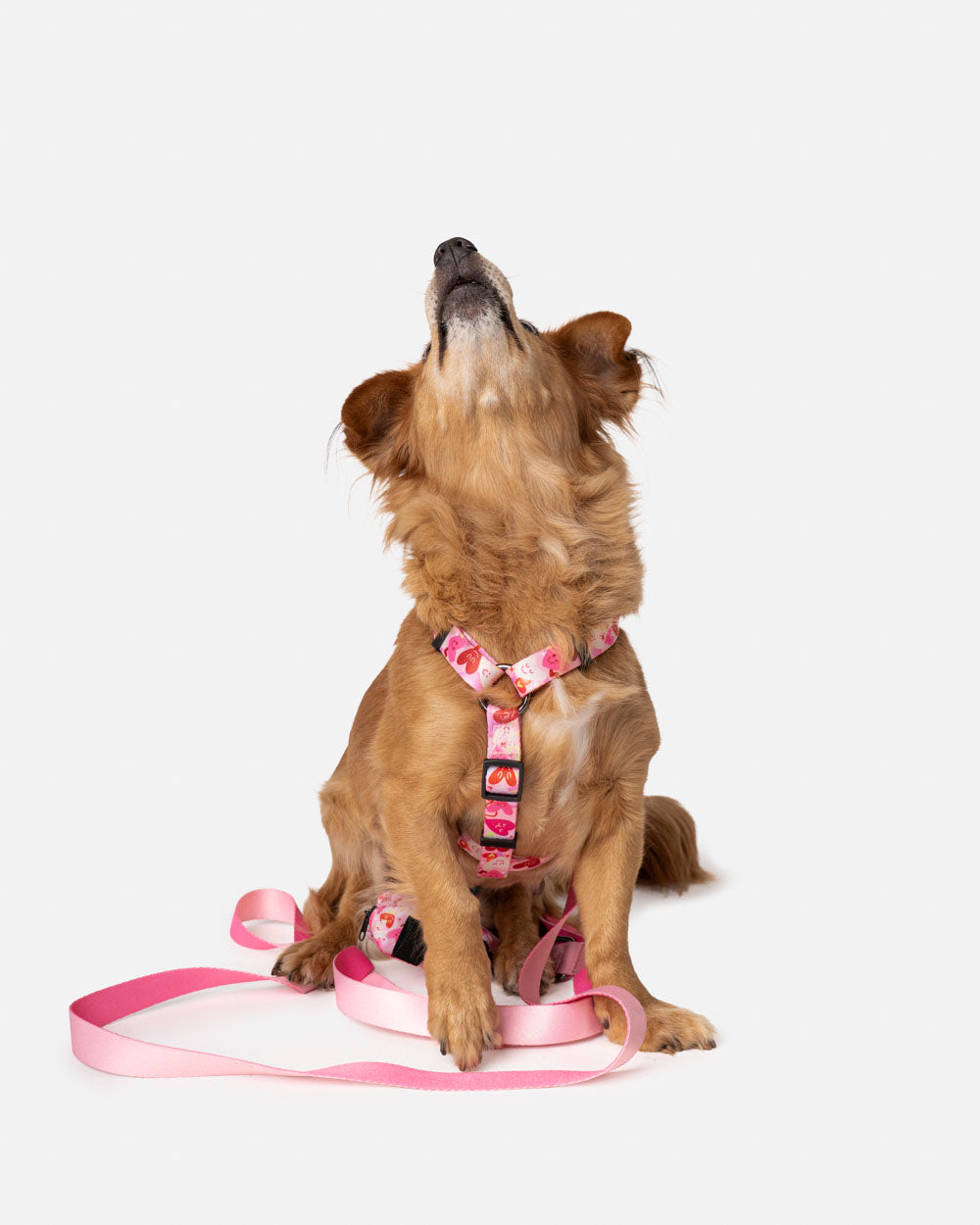 AMORE dog guard harness with hearts