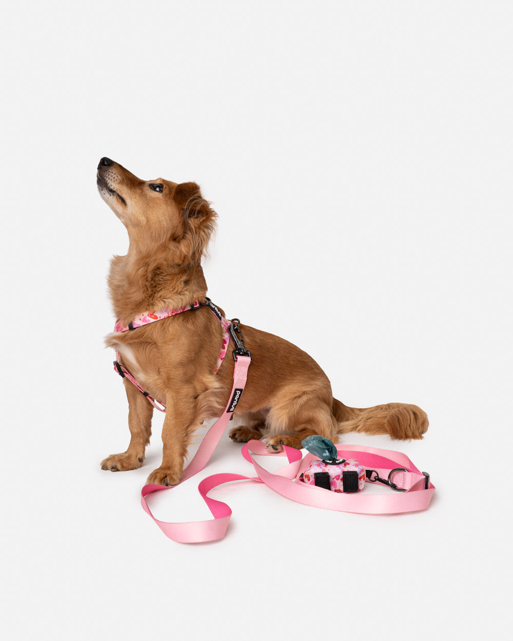 Adjustable Dog Leash AMORE