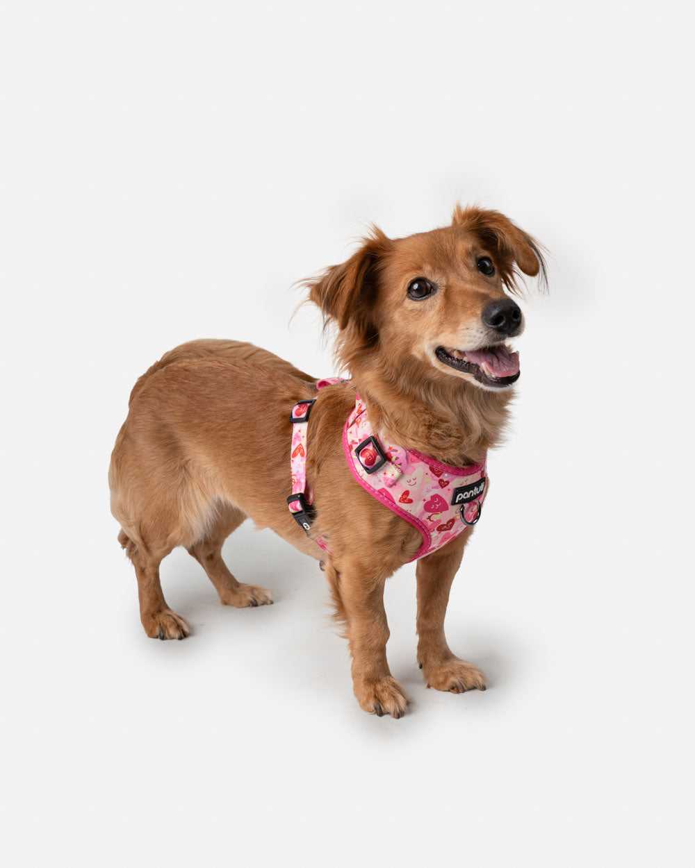 Anti-choke dog harness with hearts AMORE