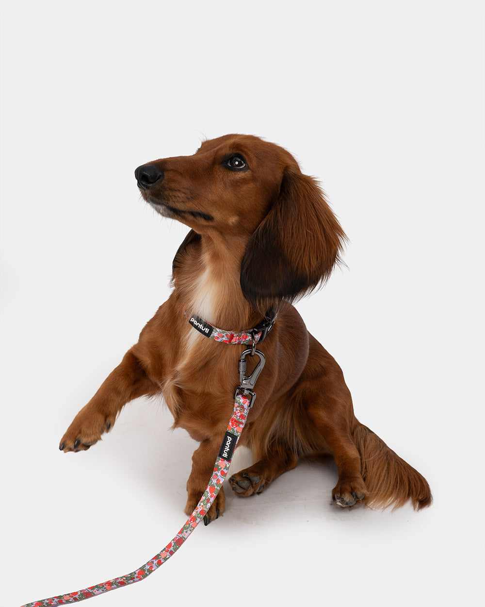 Strawberry dog collar BERRY