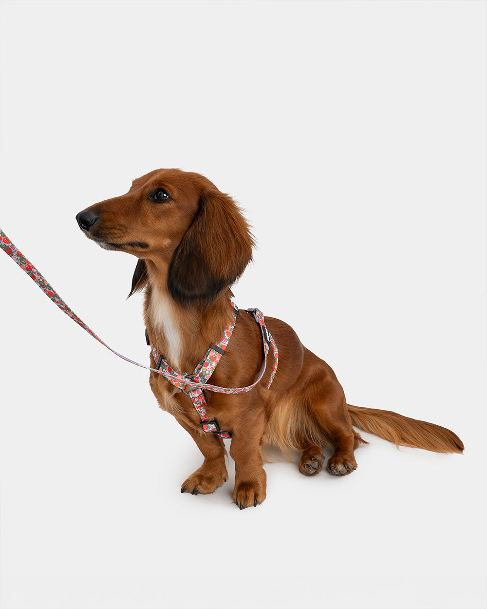 Strawberry guard harness for dogs BERRY