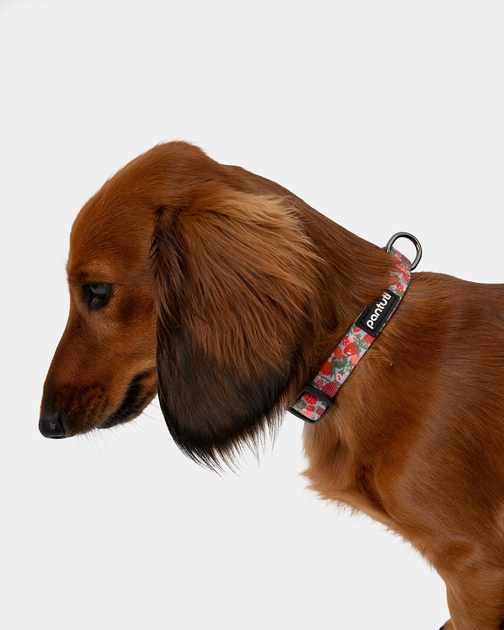 Strawberry dog collar BERRY