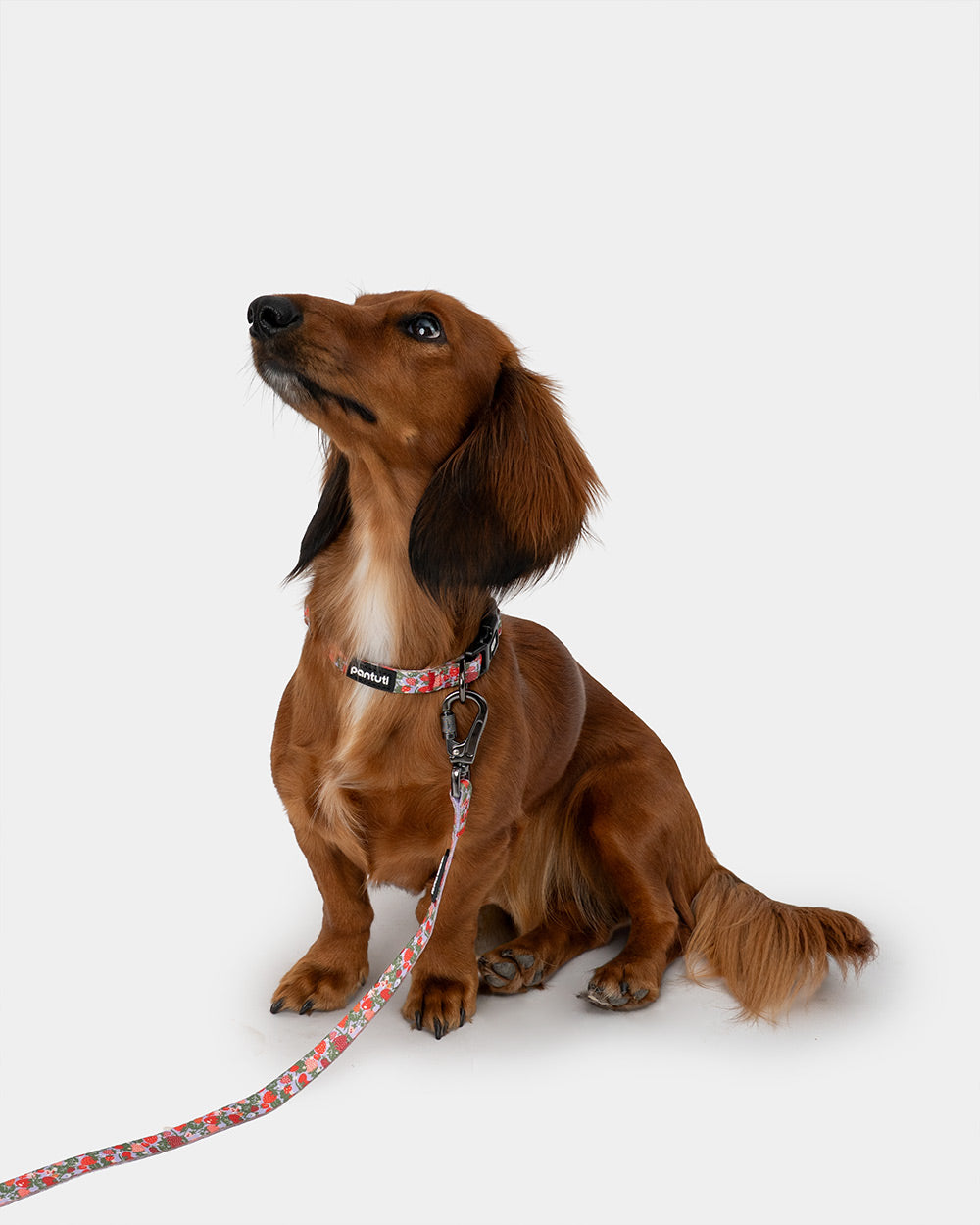 Strawberry dog collar BERRY