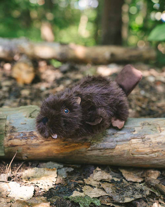 Interactive dog toy MR. BEAVER