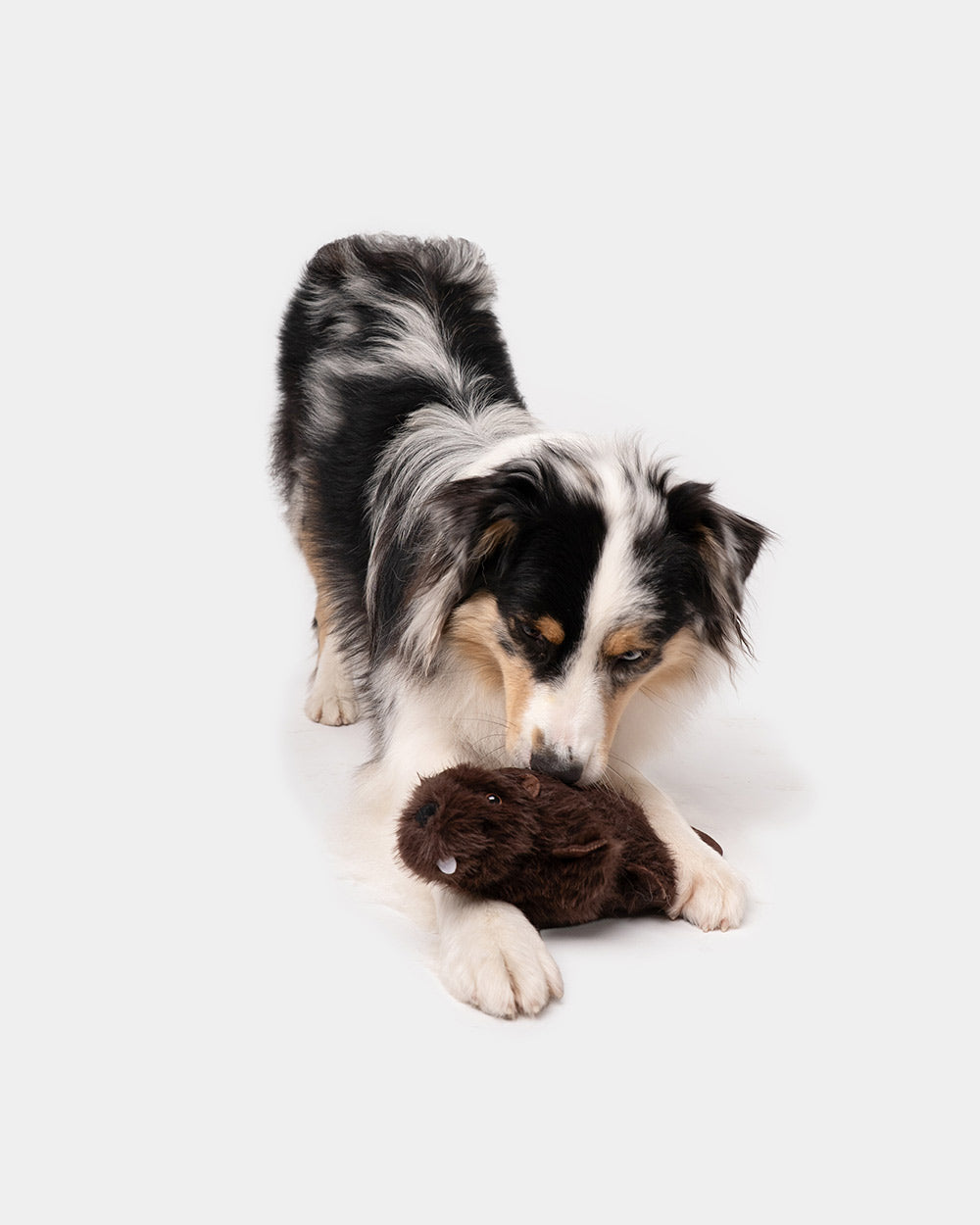Interactive dog toy MR. BEAVER
