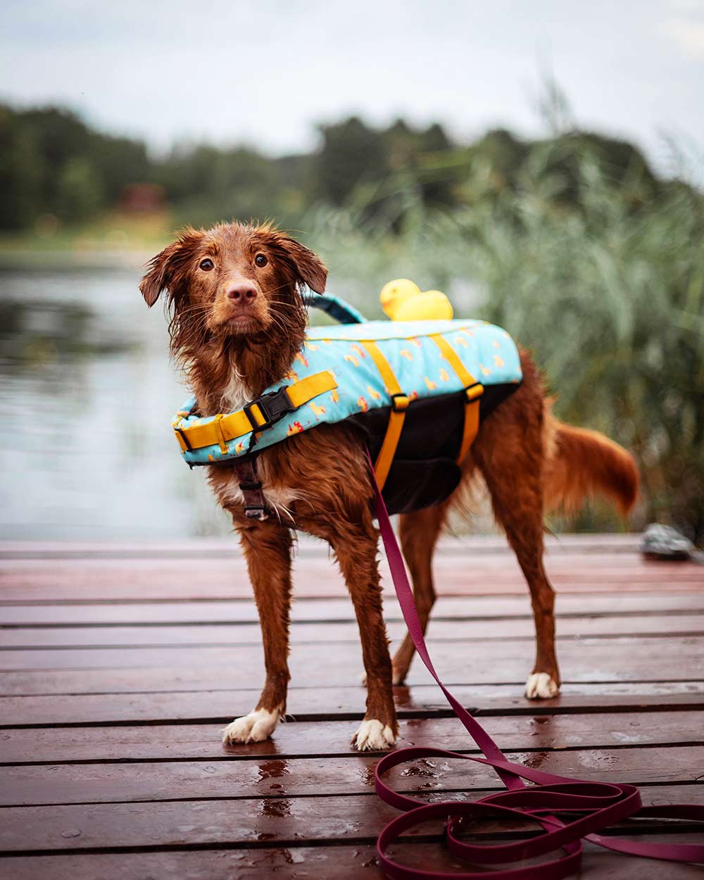 Hundeschwimmweste "DOGGY DUCK" – mit Griff & Reflex, Größen S–L
