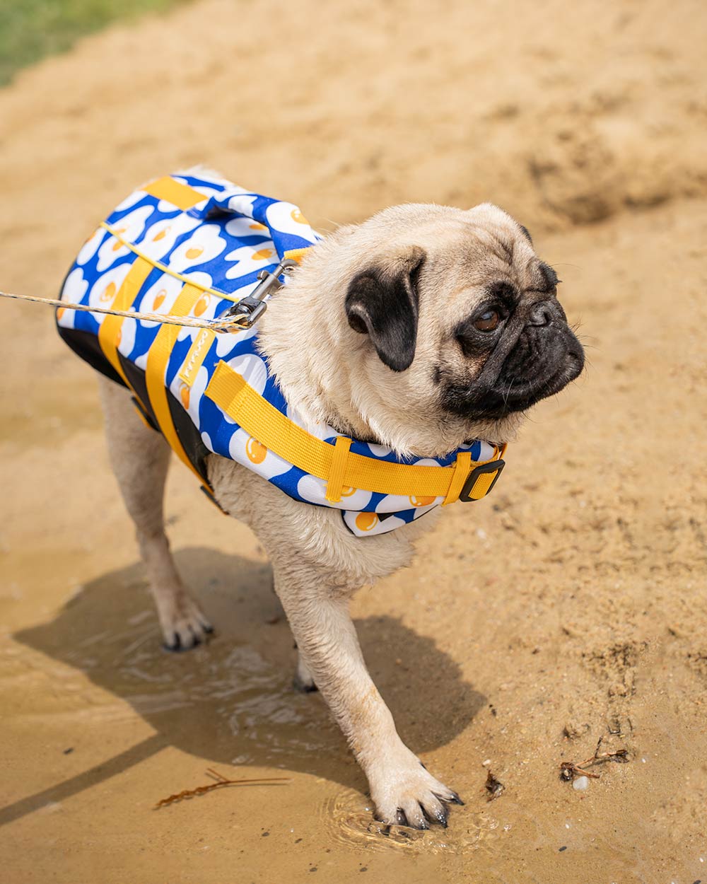 Hundeschwimmweste "DOGGY EGG" – mit Griff & Reflex, Größen S–XL