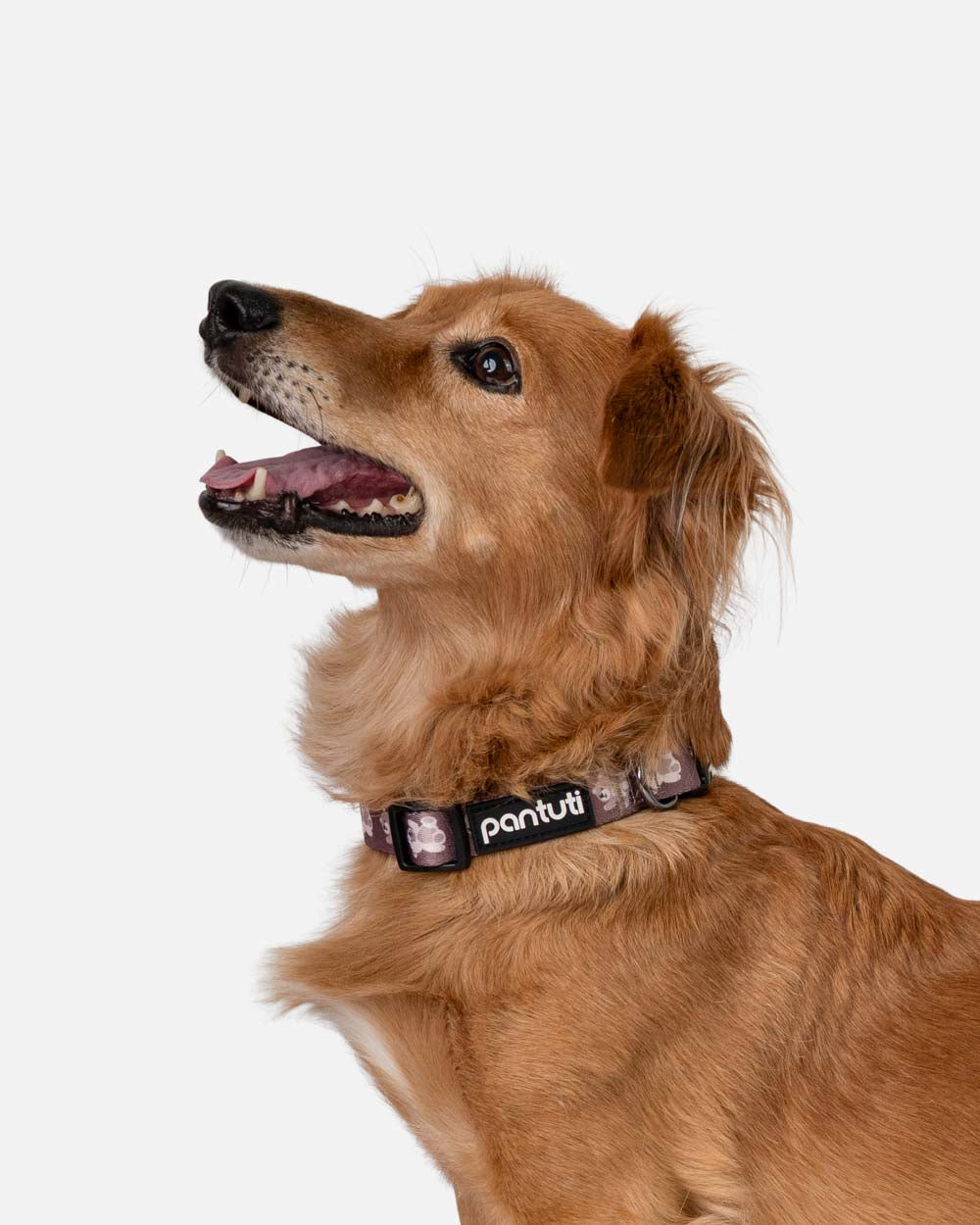 KIDO bear dog collar