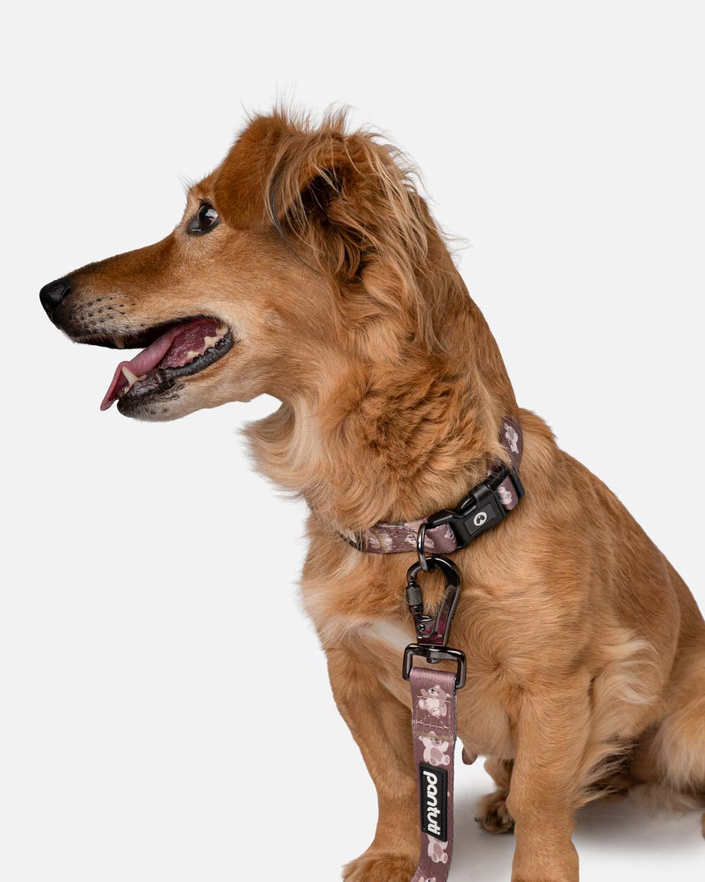 KIDO bear dog collar