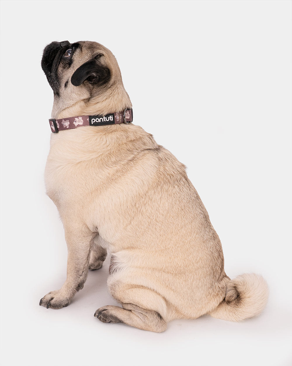 KIDO bear dog collar