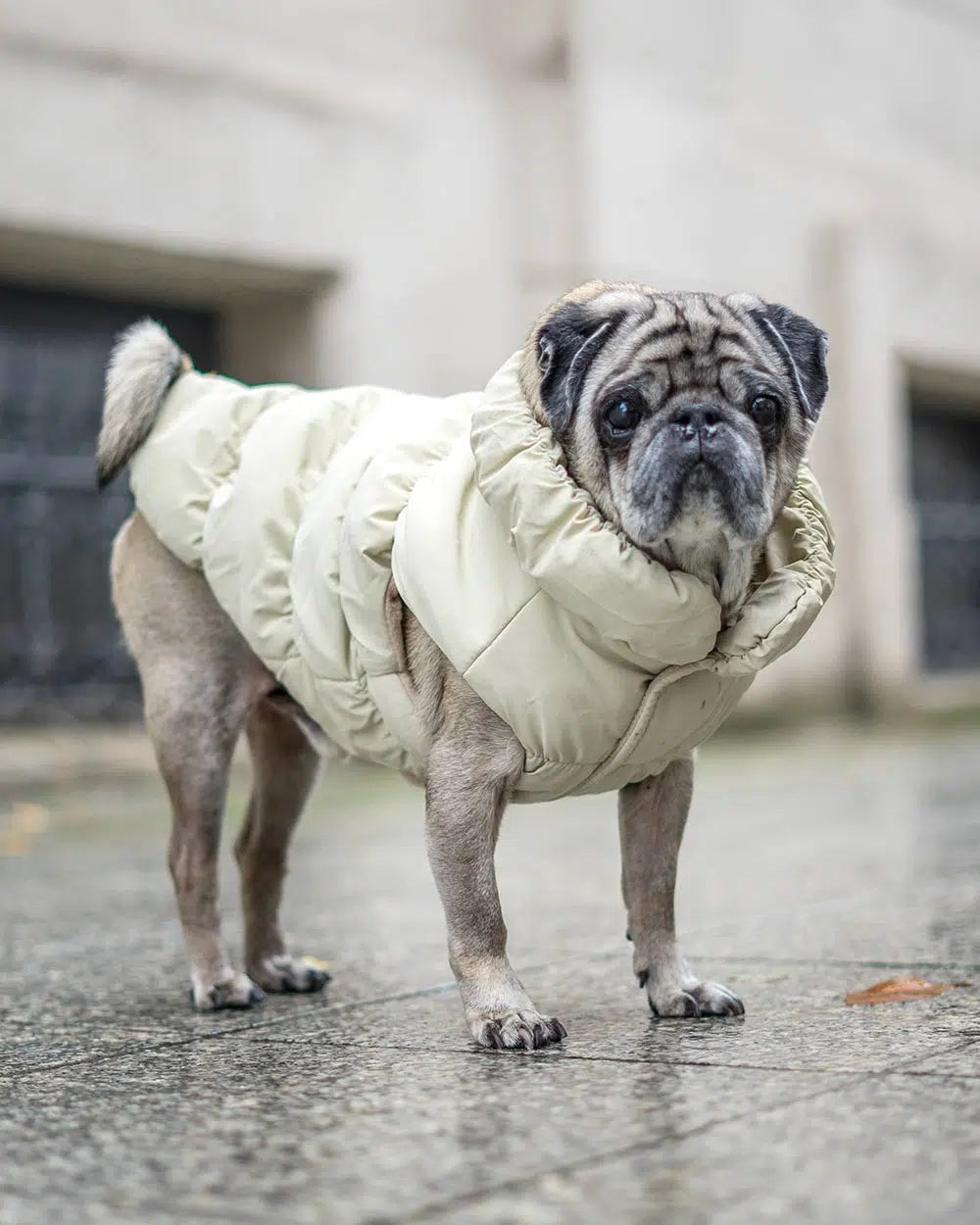 Warme Hundejacke mit Leinenbefestigung "MARGOT"