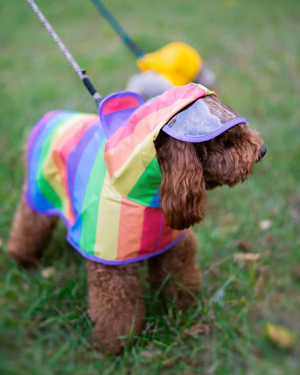 Hunderegenmantel - Wasserdichter Hundemantel mit Kapuze und Reflektoren für trockene, sichere Gassigänge