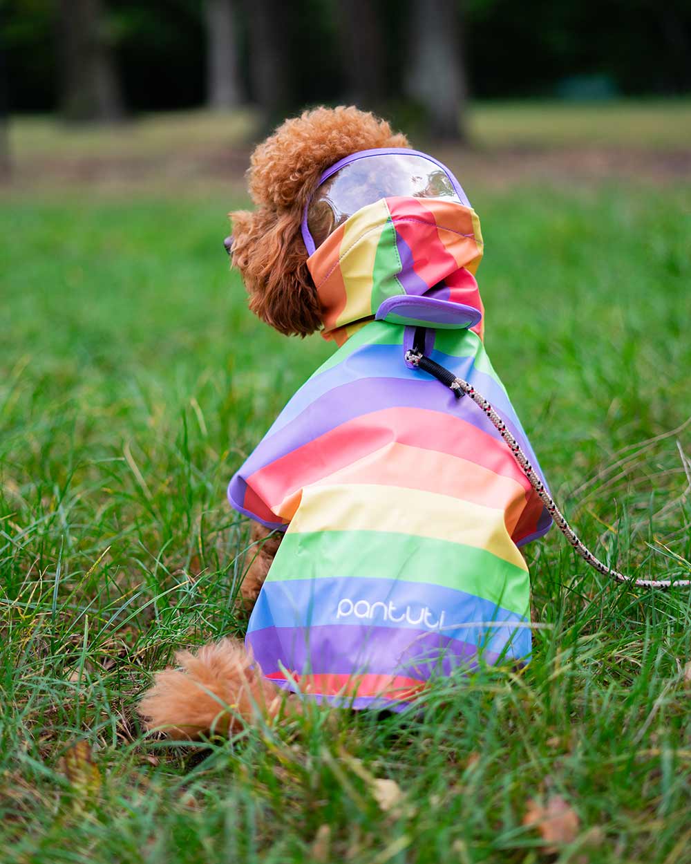 Hunderegenmantel - Wasserdichter Hundemantel mit Kapuze und Reflektoren für trockene, sichere Gassigänge