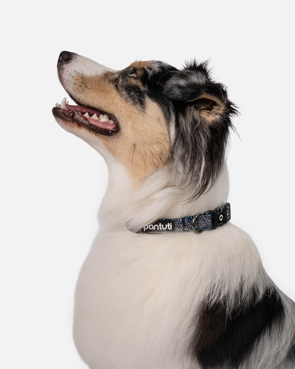 MAMBA snake pattern dog collar
