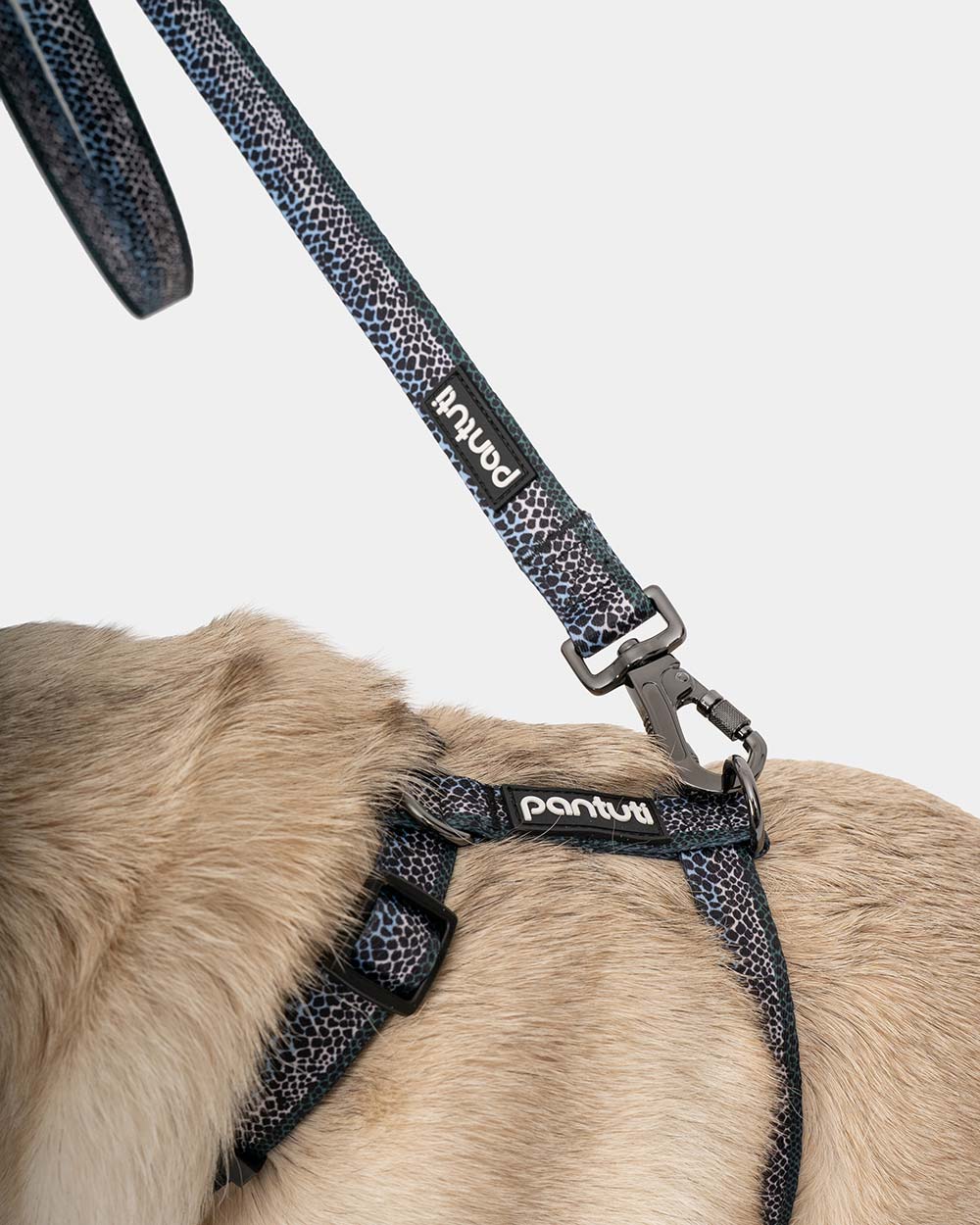 Adjustable dog leash Mamba snake pattern