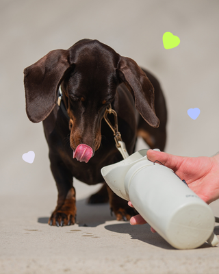 Monte bottle