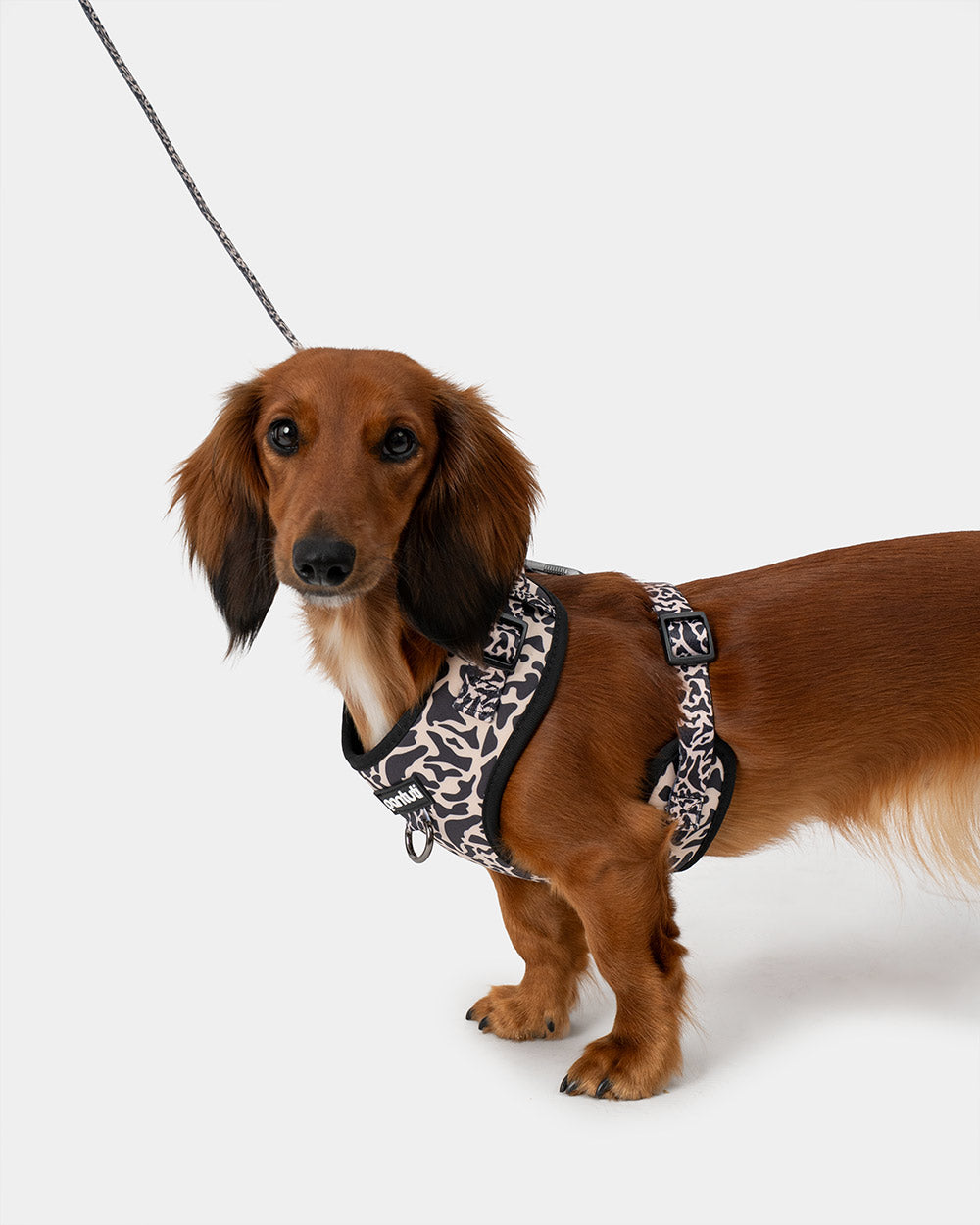 SAFARI spotted no-pull dog harness