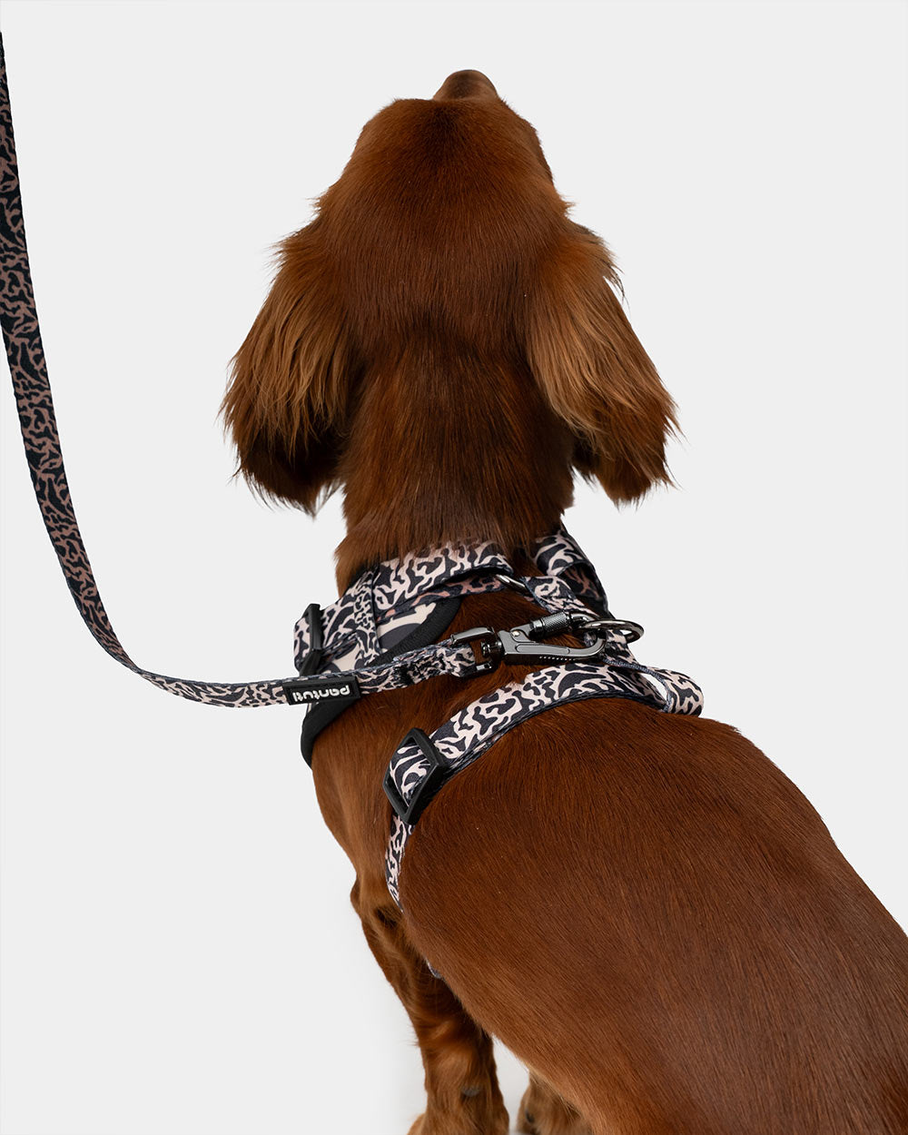 SAFARI spotted no-pull dog harness