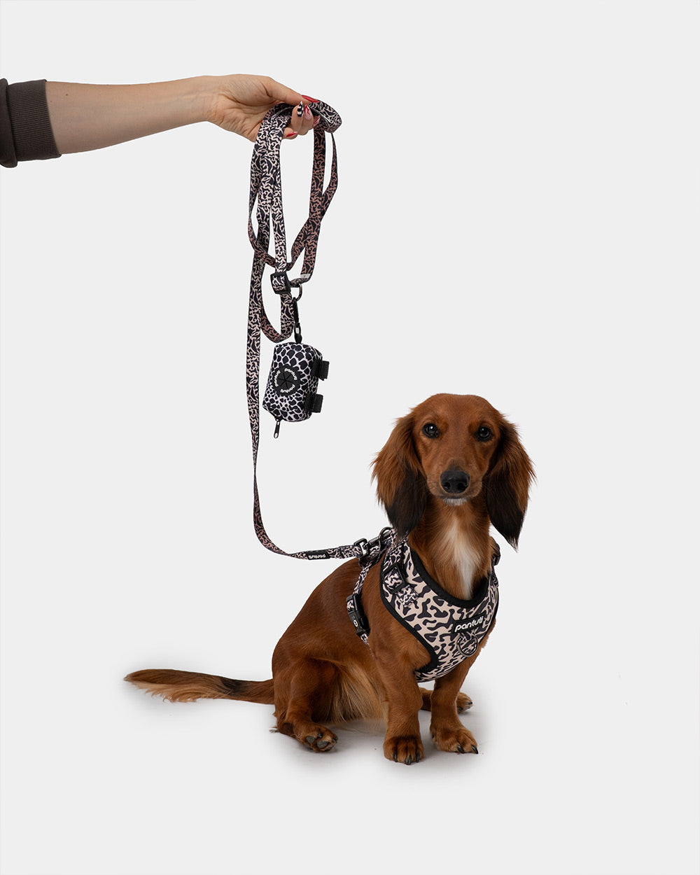 SAFARI spotted no-pull dog harness